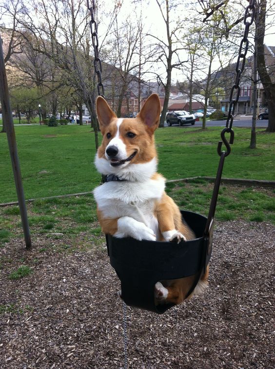 Corgi sitting in swing at the park while smiling