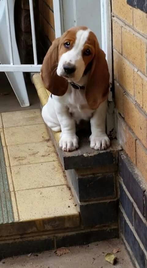 basset hound sitting on the bench with its sad face