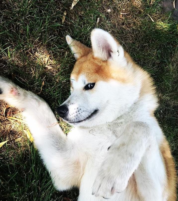 A Akita Inu lying on the grass