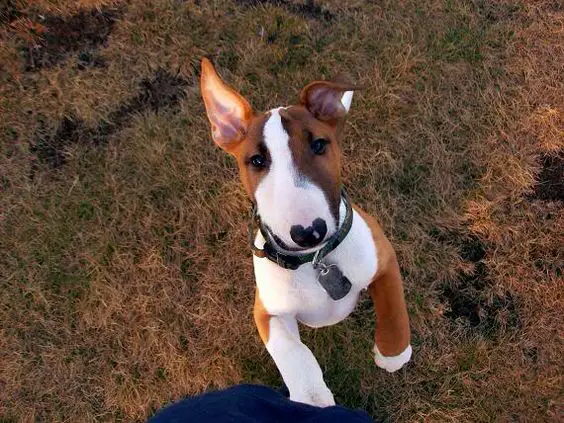 English Bull Terrier puppy standing up with its adorable face