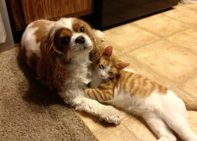 Cavalier King Charles Spaniel lying on the floor with a cat
