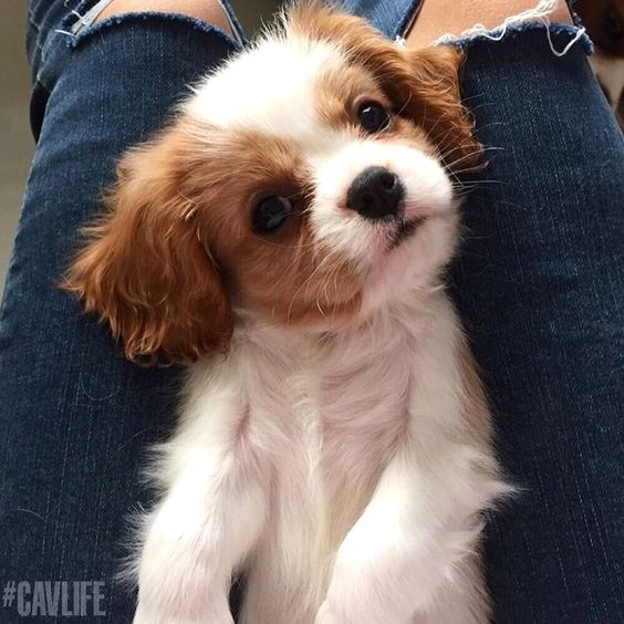 Cavalier King Charles Spaniel puppy lying on its owner's lap