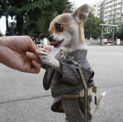 A Chihuahua wearing a traditional costume while standing up and its paws are being held by a person