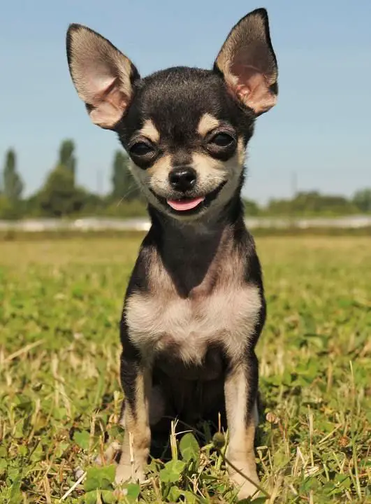 A Chihuahua sitting on the grass under the field