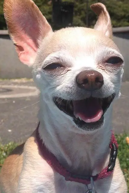 A happy Chihuahua under the sun outdoors