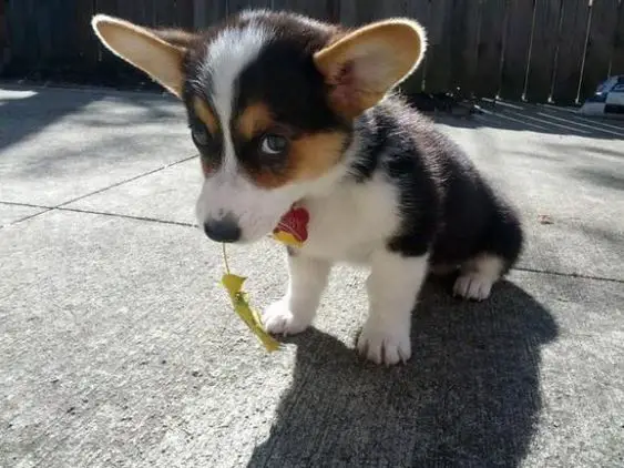 Corgi puppy sitting on the floor with some toy in its mouth