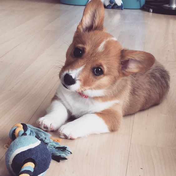 A Corgi puppy lying on the floor while tilting its head