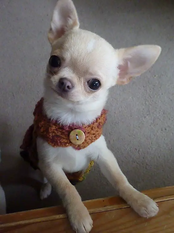 A Chihuahua standing up leaning towards the bench while staring with its begging eyes