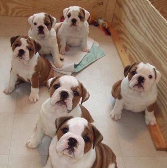 English Bulldog puppies sitting on the floor