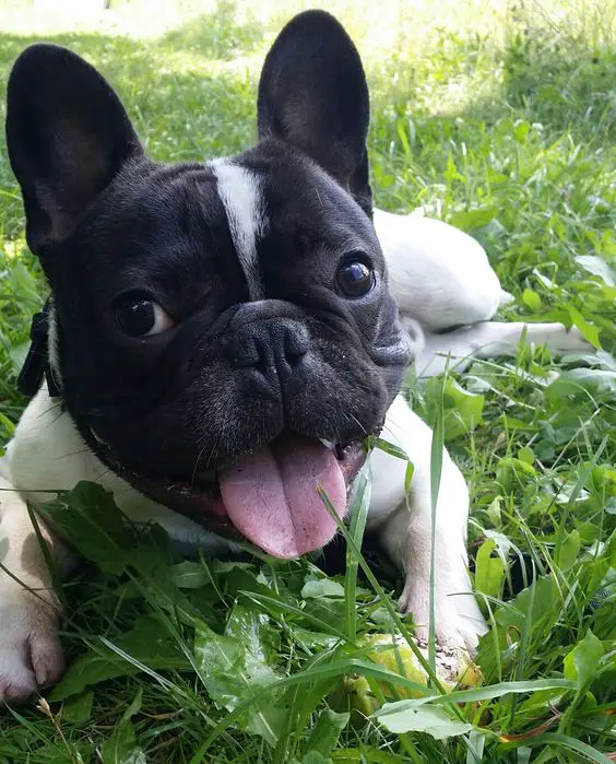 French Bulldog lying down on the green grass while panting