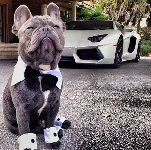 French Bulldog wearing a white collar with ribbon tie and white sleeve buttons on its feet while sitting on the pavement with a sports car behind him