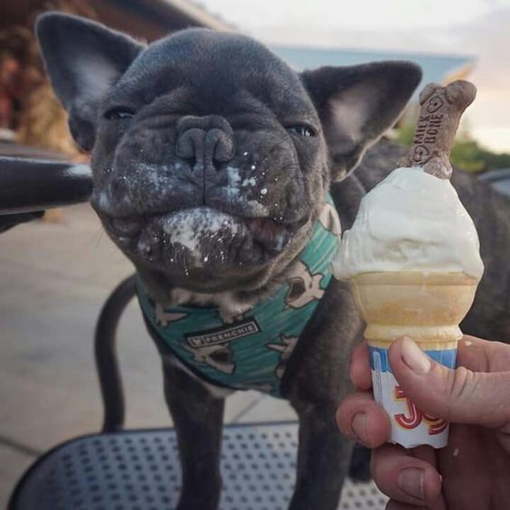 black French Bulldog with ice cream in its mouth