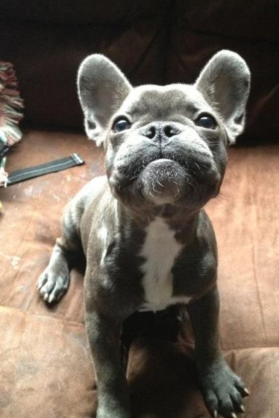 French Bulldog puppy sitting on top of the couch while looking up