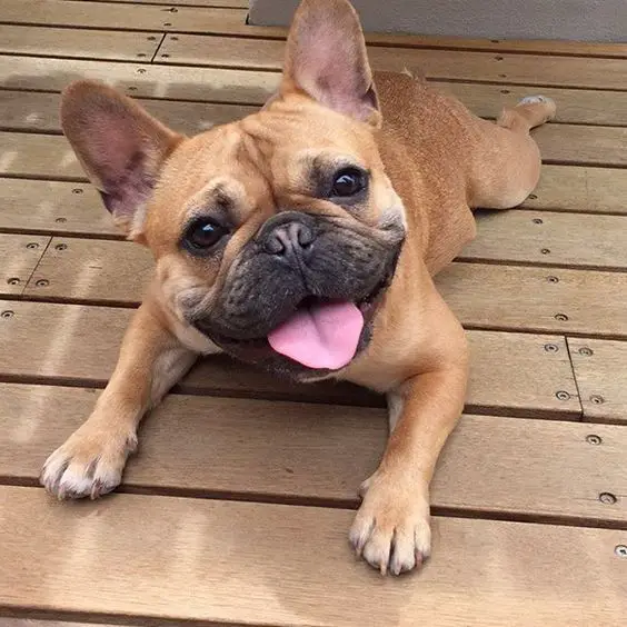 French Bulldog lying down on the wooden floor smiling with its tongue out