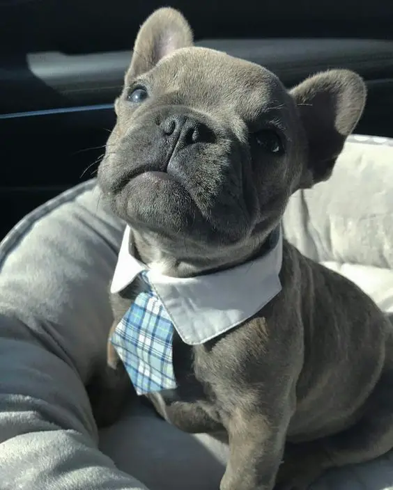 French Bulldog wearing a necktie with collar around its neck while sitting on its bed inside the car