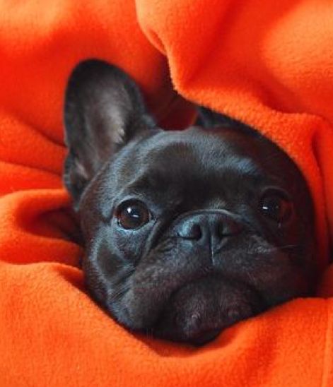 black French Bulldog covered in orange blanket while showing only its face