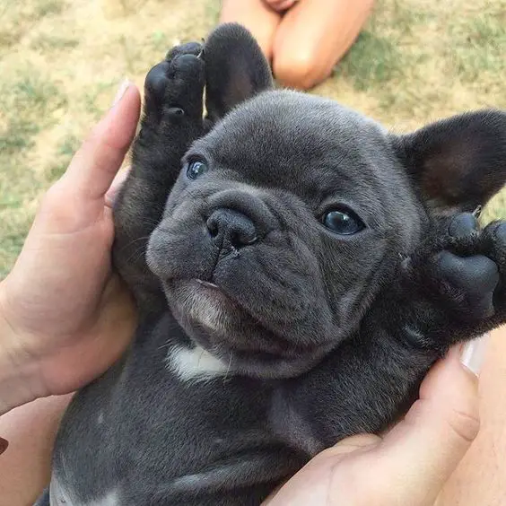 black French Bulldog puppy in a lady's hands while its hands are raised