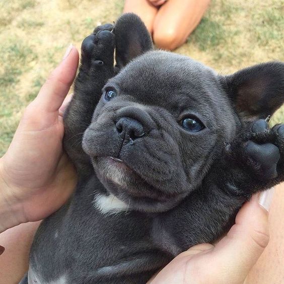 A woman holding a French Bulldog puppy