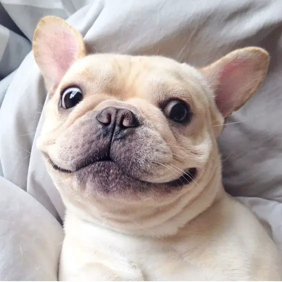 smiling face of French Bulldog while lying on the bed