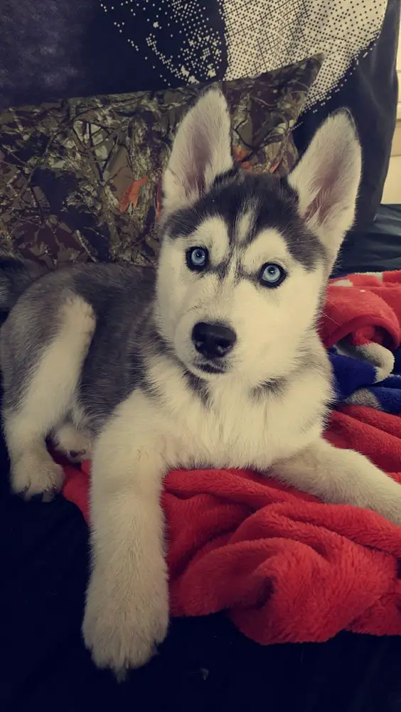 Husky puppy lying on the couch while looking up with its curious face