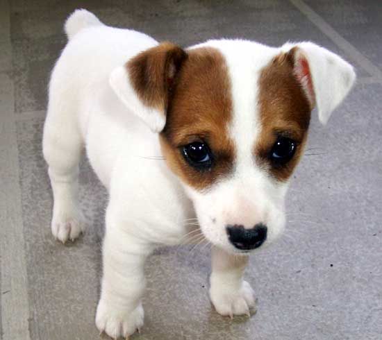 Jack Russell puppy in its begging face