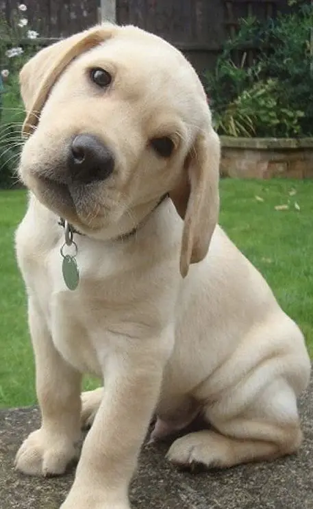 Labrador Retriever puppy sitting on the grass while tilting its head