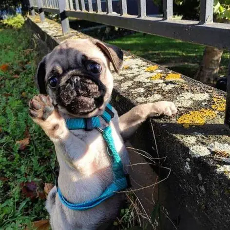 A Pug standing up by the gate with its paws raised