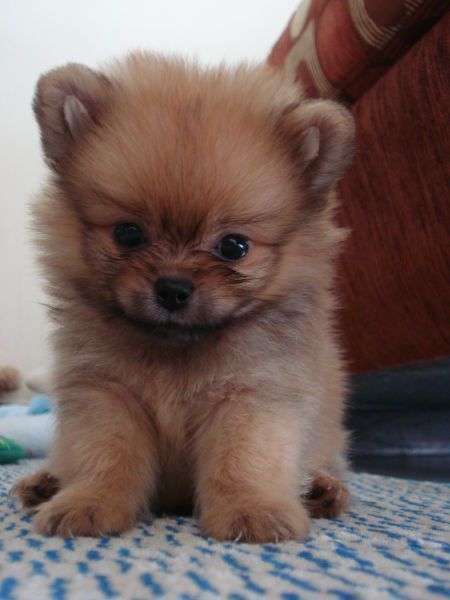 A Pomeranian puppy sitting on the floor