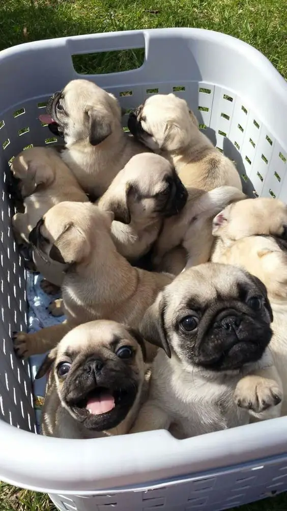 pug puppies in a basket