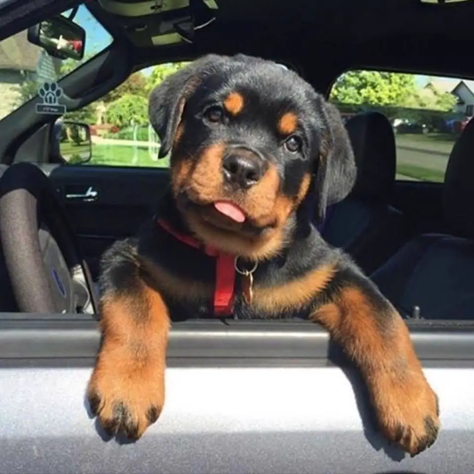 Rottweiler puppy in the driver's seat