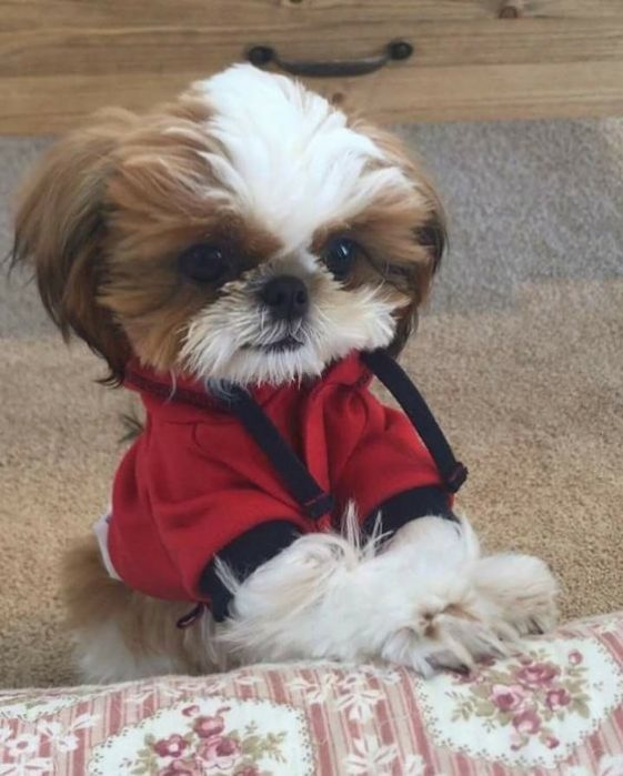 behaved cute shihtzu