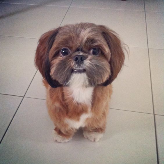 smiling brown shih tzu