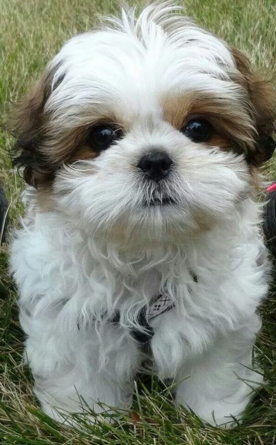 cute shihtzu puppy