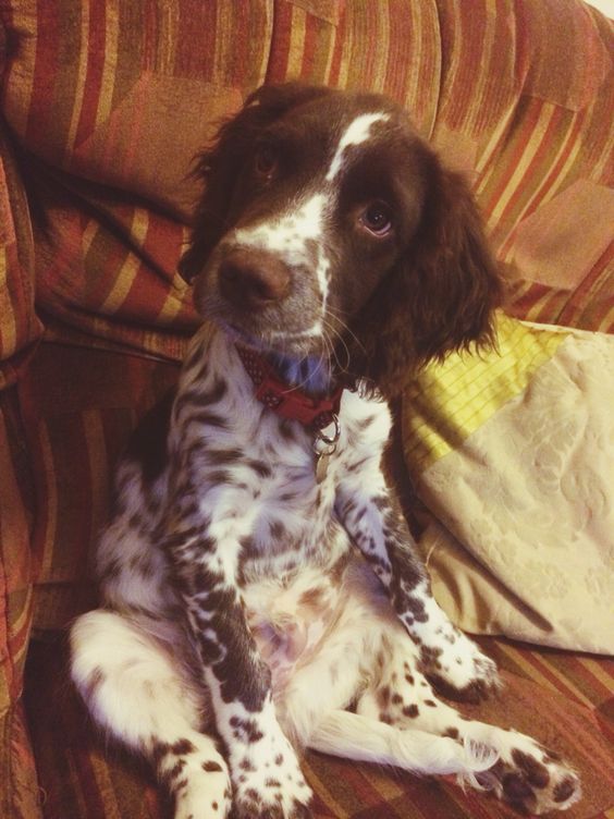 Springer Spaniel puppy with sad face