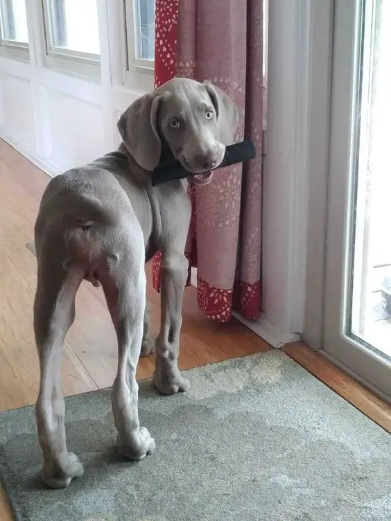 Weimaraner looking back while holding a remote on its mouth