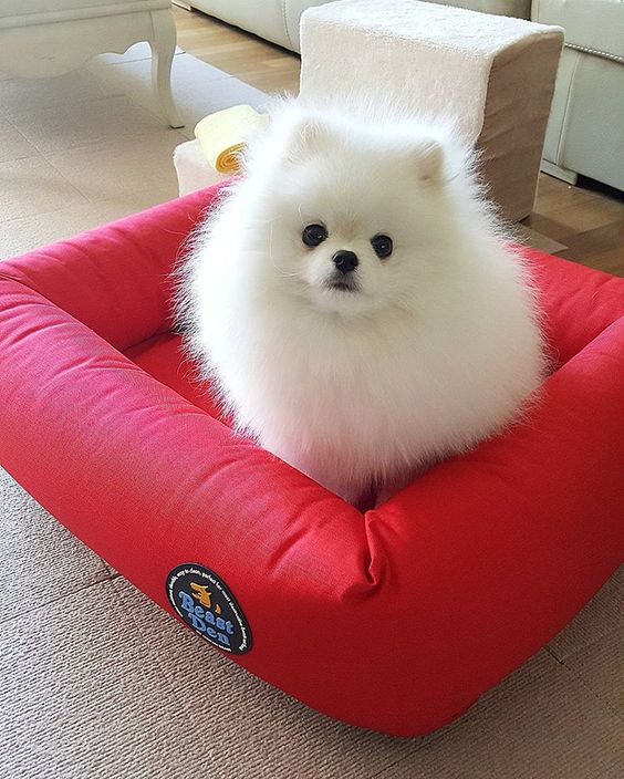 A white Pomeranian sitting inside its bed on the floor