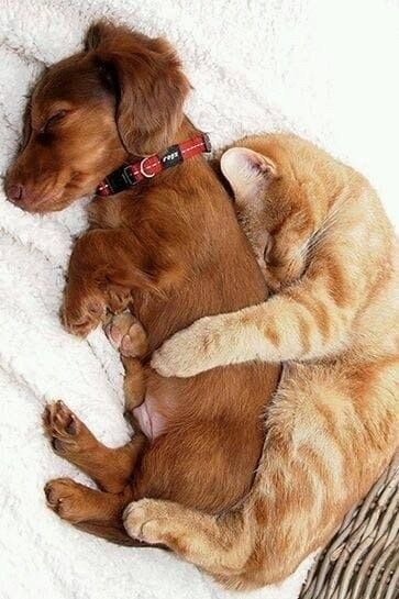 Dachshund sleeping on the bed while a cat is hugging him from behind