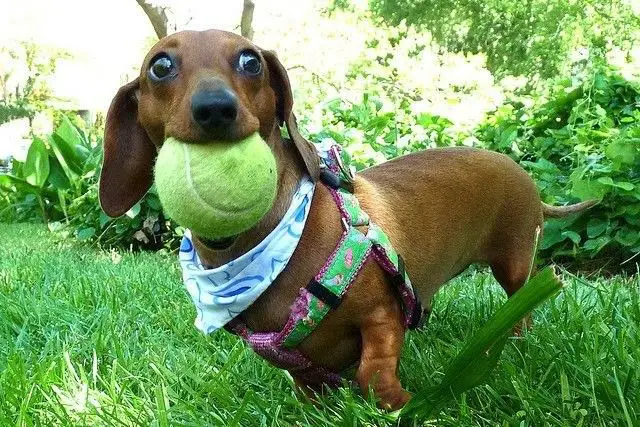 Dachshund in the garden with a ball in its mouth