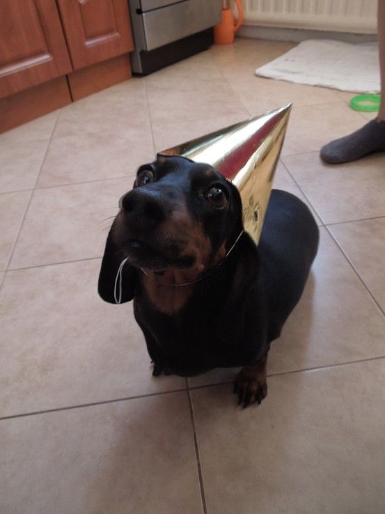 Dachshund sitting on the floor wearing a gold cone cap