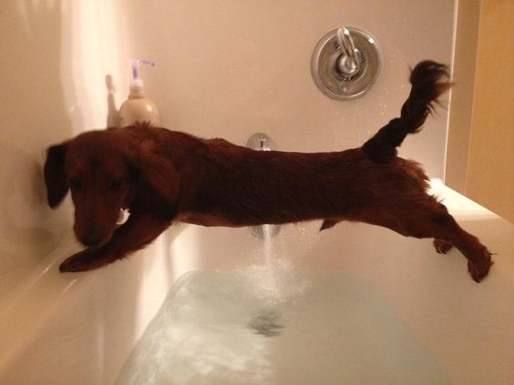 Dachshunds climbed on the sides of the bathtub to avoid the water