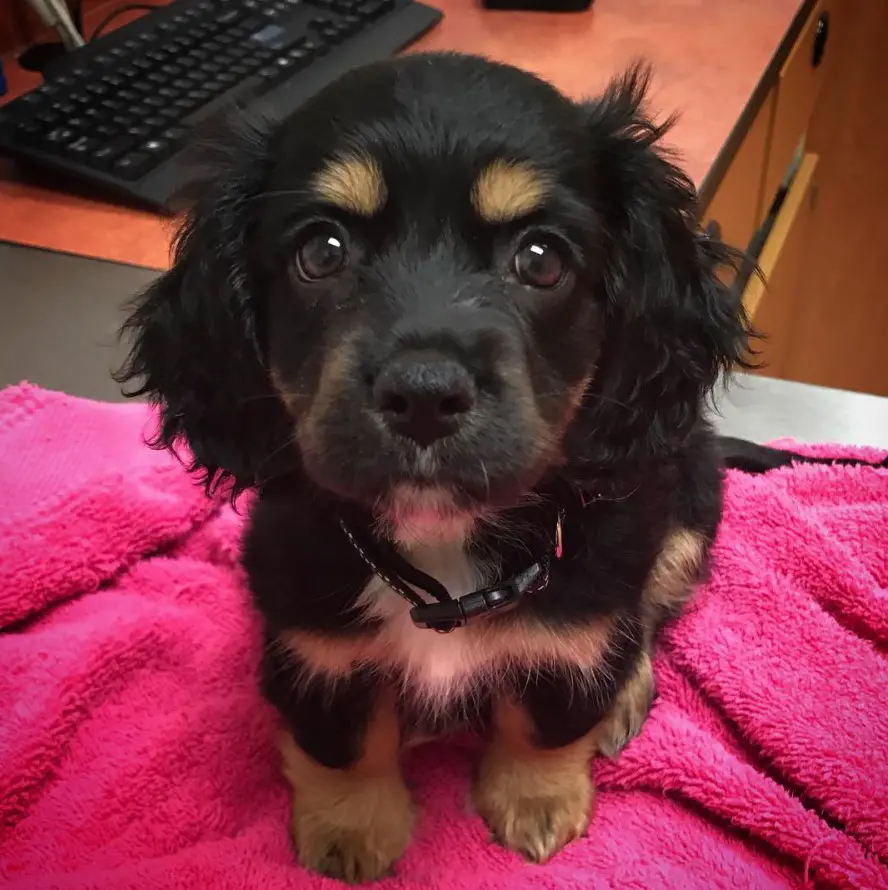 Spaniel-Doxie puppy with brown eyebrows and feet, while the rest of its body is black, sitting on top of a towel