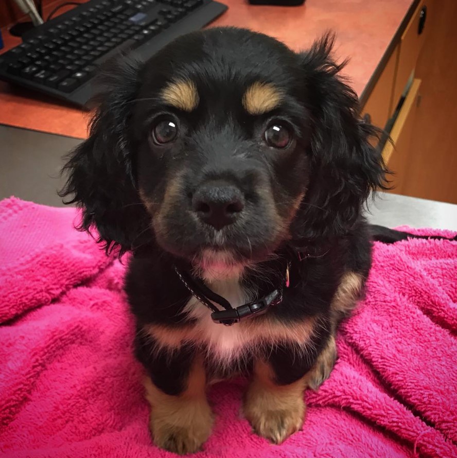 dachshund mixed with a cocker spaniel