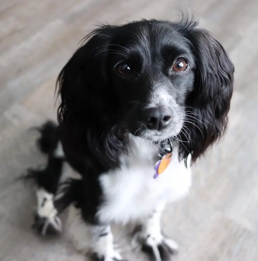 black and white coat pattern Spaniel-Doxie dog sitting on the floor with its begging face