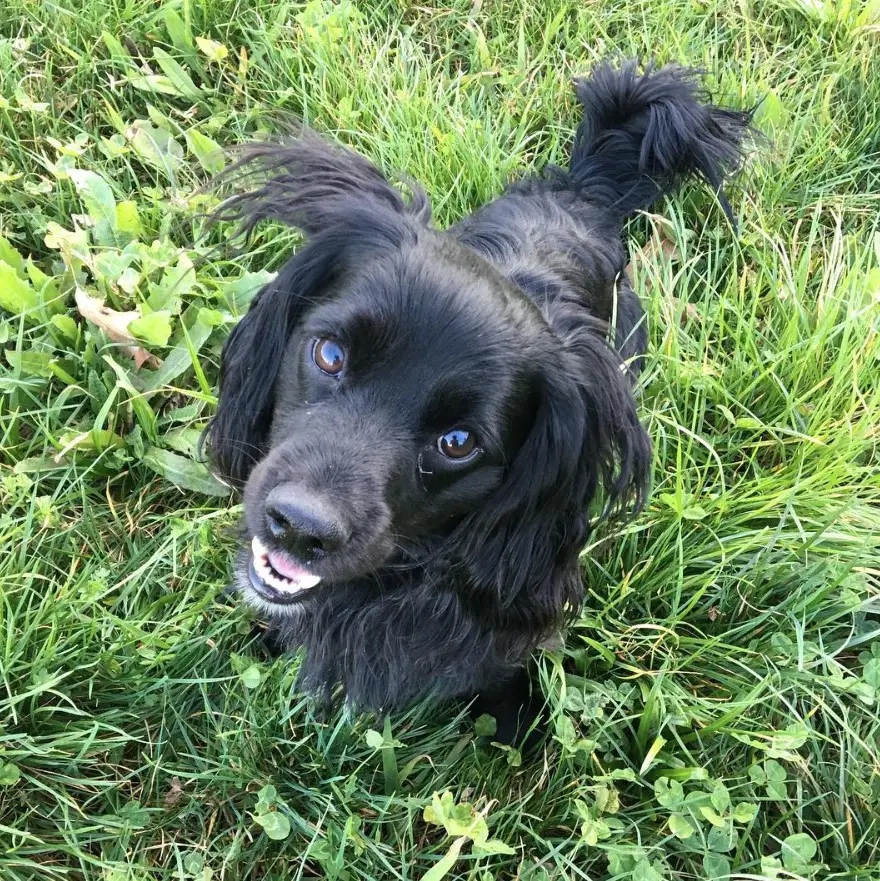 plain black Spaniel-Doxie in the grass