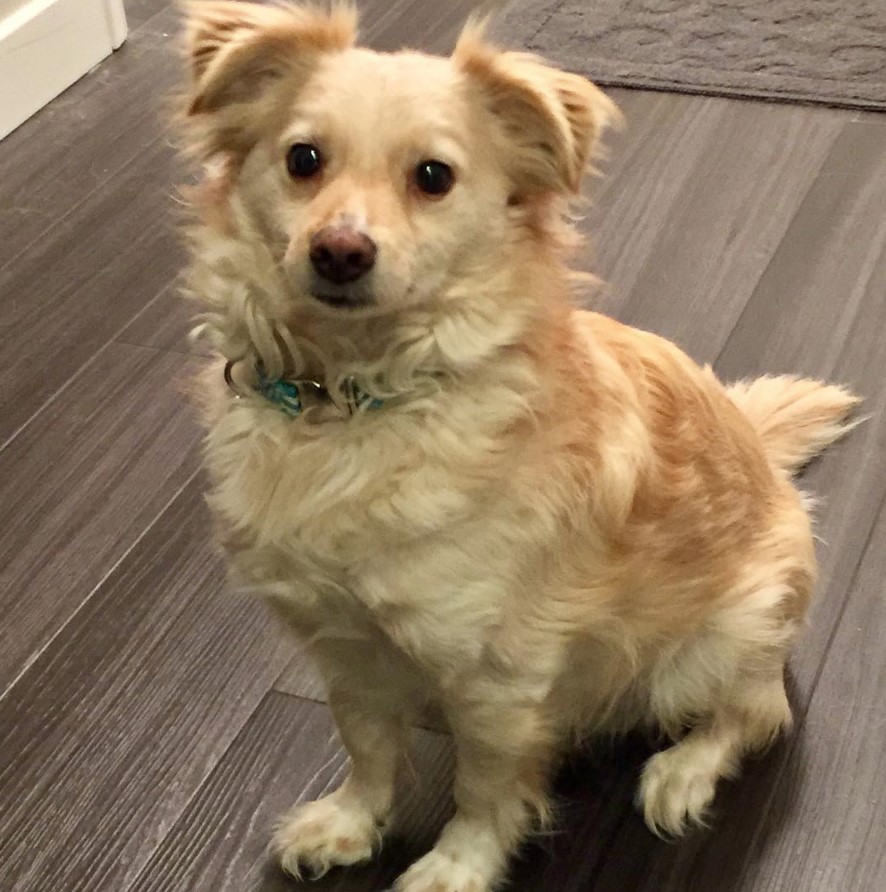 yellow fluffy Docker dog sitting on the floor