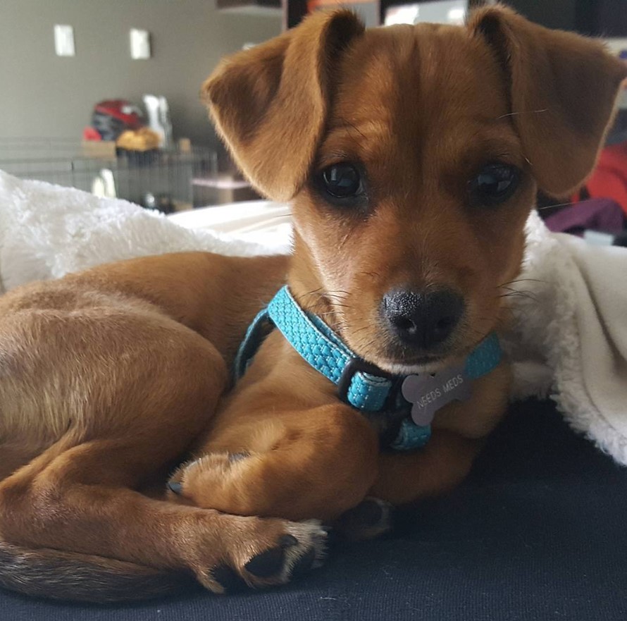 brown Spaniel-Doxie puppy on top of the bed