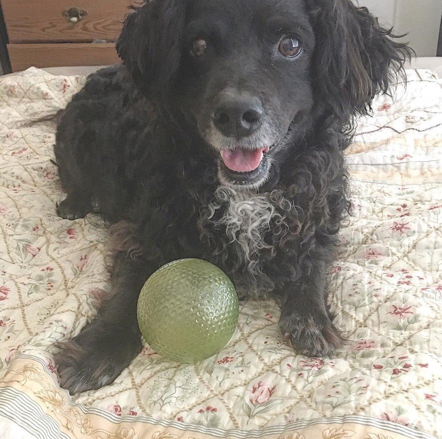 curly haired black Spaniel-Doxie with white color on its chest lying on the bed with its ball