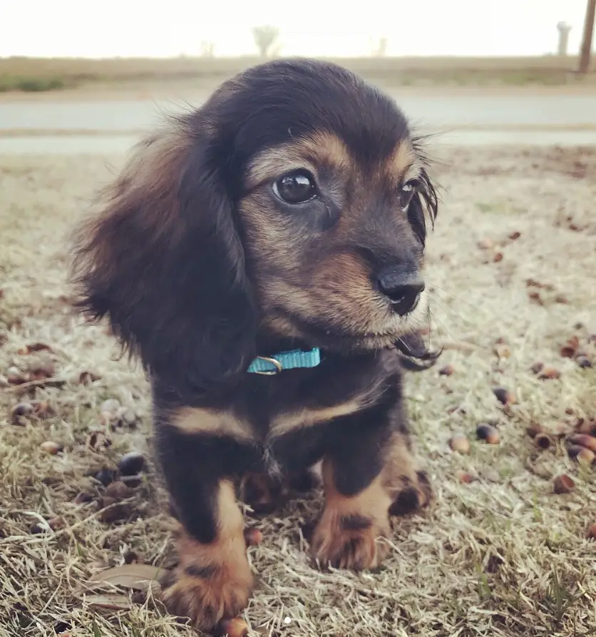 Spaniel-Doxie puppy walking in the grass