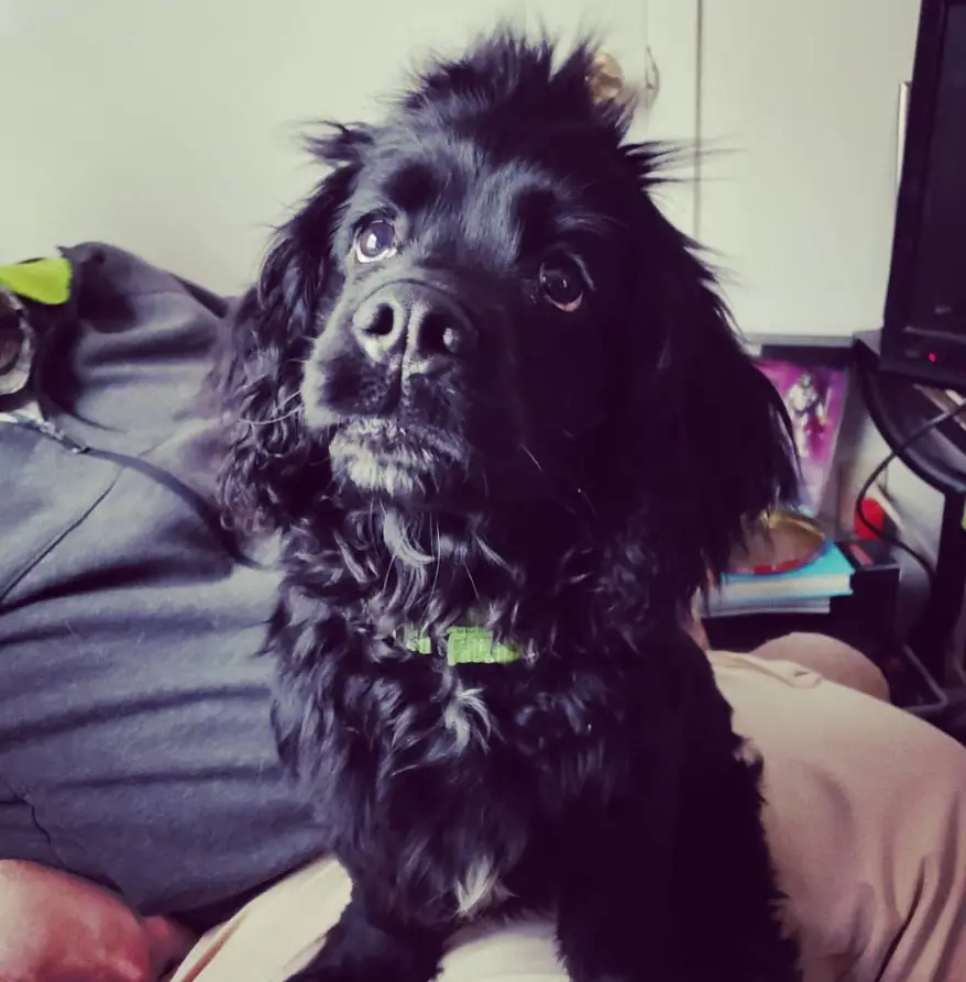 Docker dog in all black curly fur sitting on top of a man while looking up