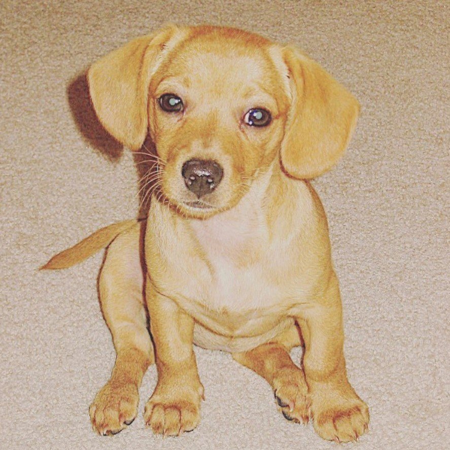 yellow gold Docker puppy sitting on the floor